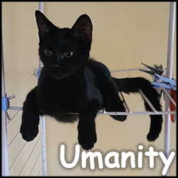 Umanity