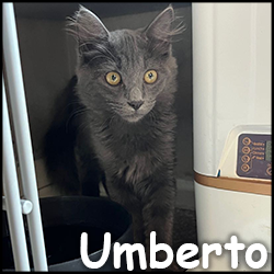 Umberto