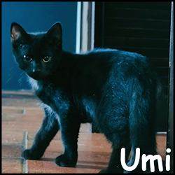 umi