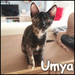 umya