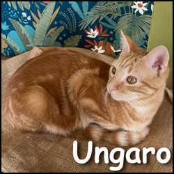 Ungaro