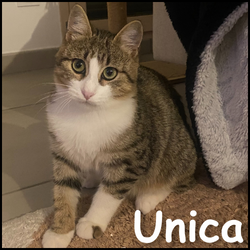 Unica