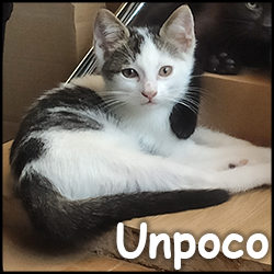 unpoco