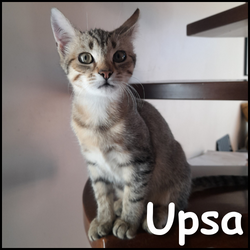 Upsa