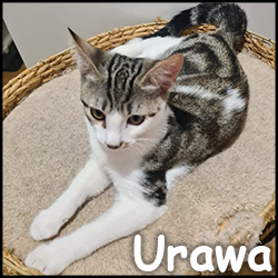Urawa