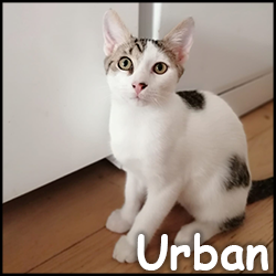 urban