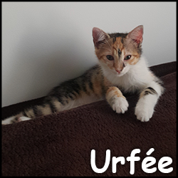 urfée