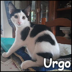 urgo2