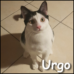 Urgo