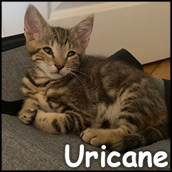 uricane