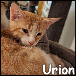 Urion