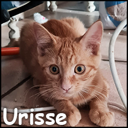 Urisse