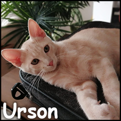 urson