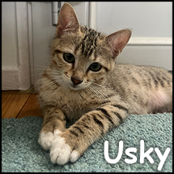 Usky
