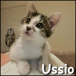 Ussio