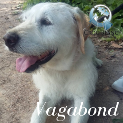 Vagabond2