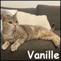 Vanille