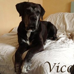 Vico boxer