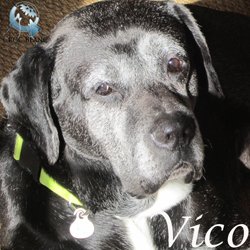 Vico boxer