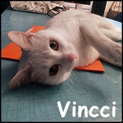 Vincci