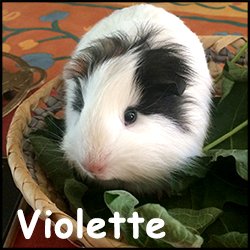 Violette