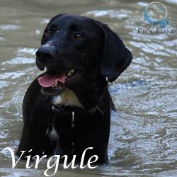 virgule2
