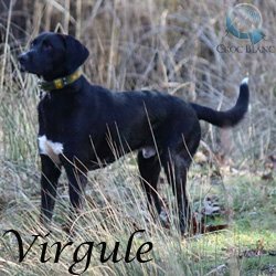 virgule