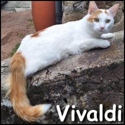 Vivaldi 3