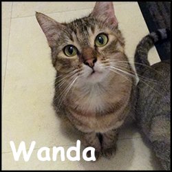 Wanda