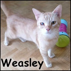 Weasley