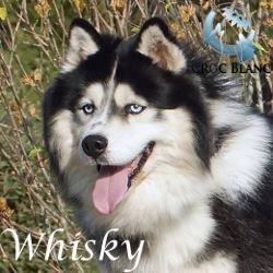 Whisky1