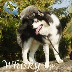 Whisky2