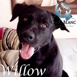 Willow