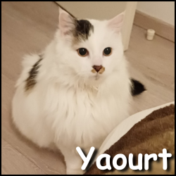 Yaourt