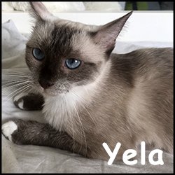 Yela