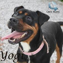 Yogi