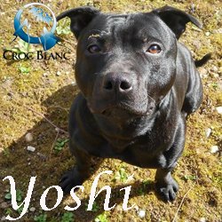 Yoshi3