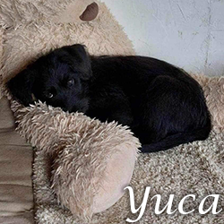 Yuca 