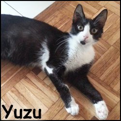 Yuzu