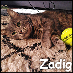 Zadig