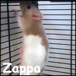 Zappa