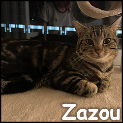 Zazou