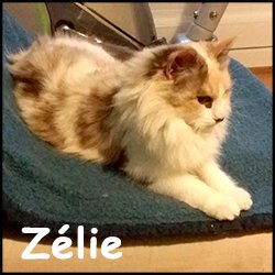 Zelie