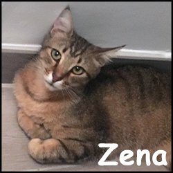 Zena