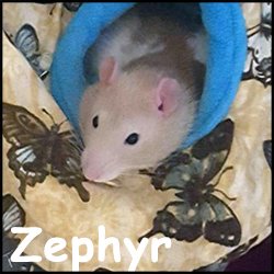 Zephyr