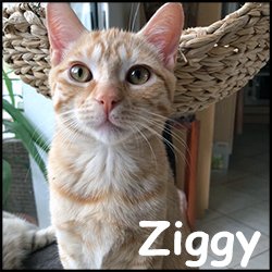 Ziggy