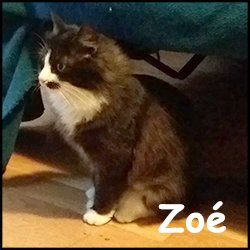 Zoe