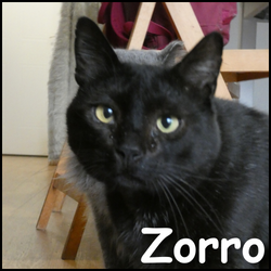 Zorro