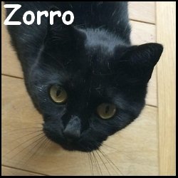 Zorro