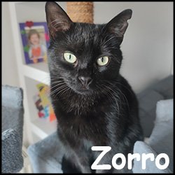 Zorro 2